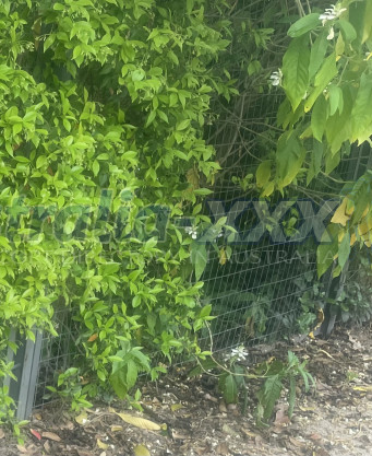 Photo escort girl Andrian: the best escort service