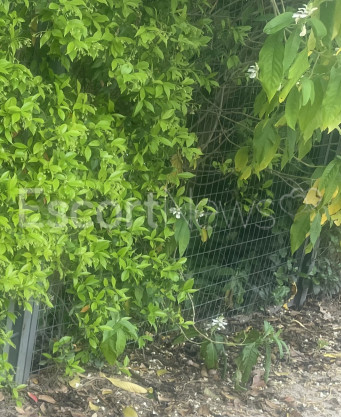 Photo escort girl Andrian: the best escort service